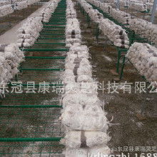 食用菌菌種產(chǎn)業(yè)鏈探析 加工價格、批發(fā)市場、廠家與進出口貿(mào)易